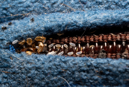 Uova di cimici letto